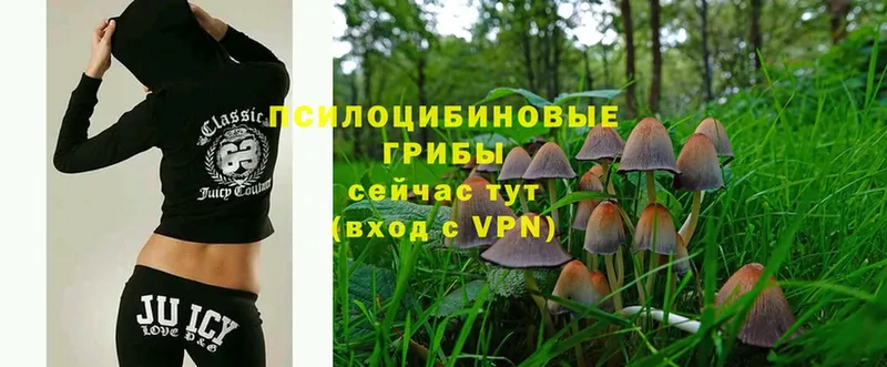 Псилоцибиновые грибы Cubensis  Нововоронеж 